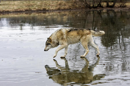 在冰冻的湖面上行走的狼