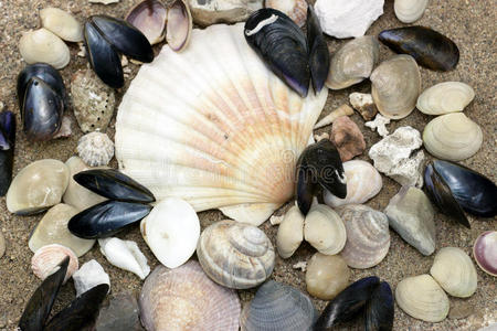 海滩上的贝壳收藏