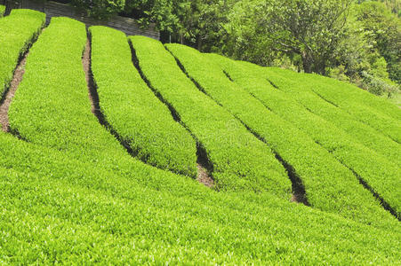 鲜茶叶