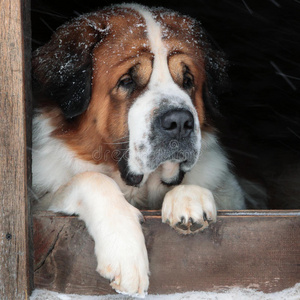 狗躲在一个盒子里躲避雪