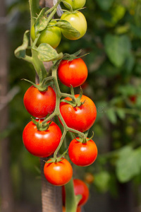 种植花园西红柿