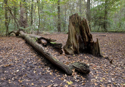 腐朽的树桩图片