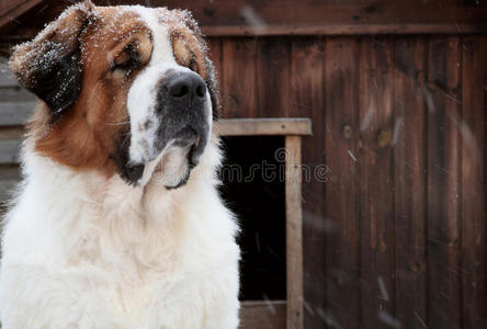 冬天雪地里的狗