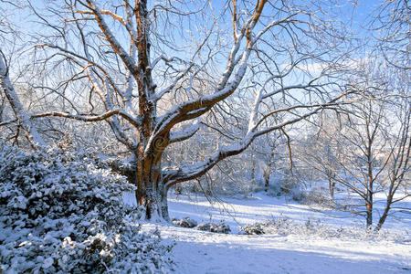 公园里的第一场雪。