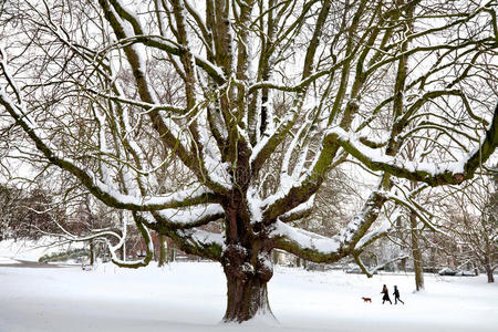 雪地里一棵强壮的老树。