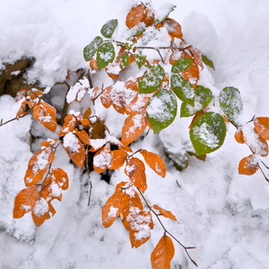 公园里的第一场雪。