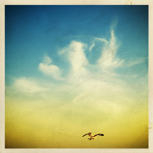 天空中的海鸥