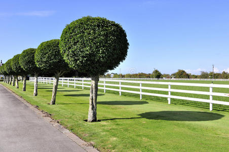 整齐修剪的树木排成一行照片