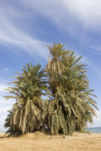 老棕榈树