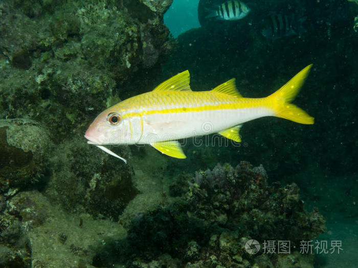 黄鳍山羊鱼