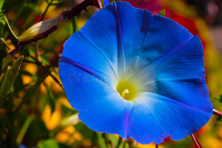 花园里的蓝色花朵