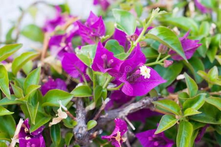 灌木上的紫罗兰花