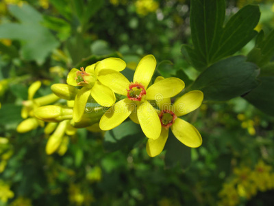 金醋栗花