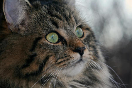 漂亮的挪威小猫