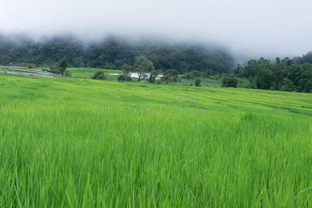 泰国清迈绿色梯田