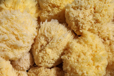 组的海绵天然海绵照片