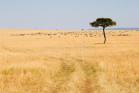 马赛马拉国家保护区的大草原