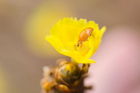 黄花植物上的小瓢虫