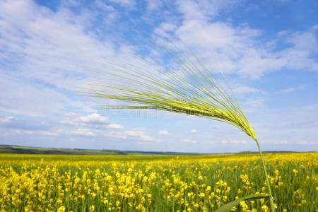田野上的绿色大麦小穗图片