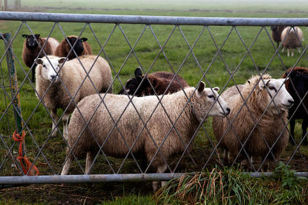 羊围栏样式图片