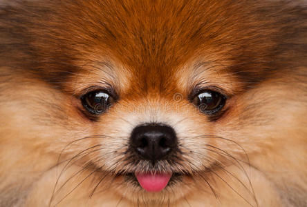 米色 犬科动物 繁殖 美丽的 面对 迷人的 毛茸茸的 哺乳动物
