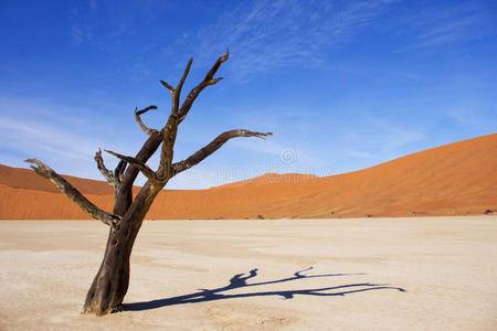 美丽沙漠中令人惊叹的枯树。
