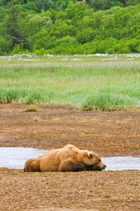 阿拉斯加棕熊在睡觉