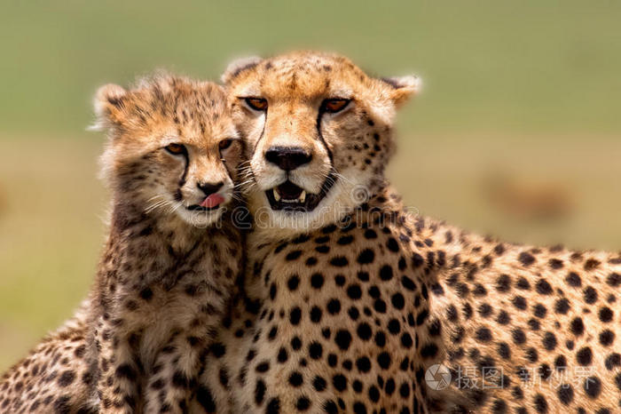 印度豹妈妈带着幼崽马赛马拉