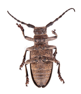 锯天牛亚科图片