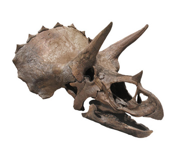 分离出的三角龙恐龙头骨.照片