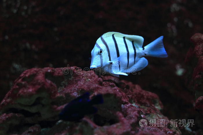 鱼的黑白插图鱼的插图神仙鱼鱼尾无缝图案鱼骨海鸟粉青鱼巧克力外科