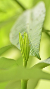 小树芽