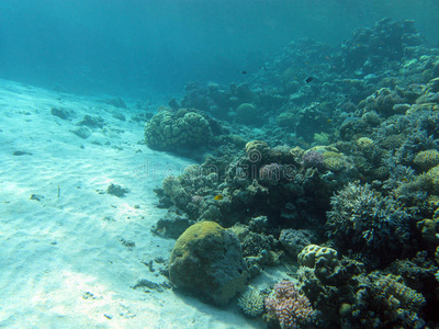 热带海底珊瑚礁