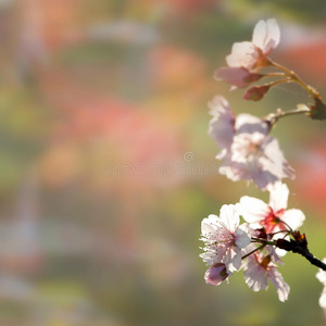 美丽的花朵樱花