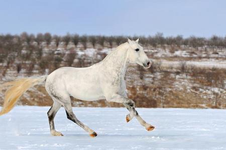 斑驳的灰马在雪地里驰骋图片