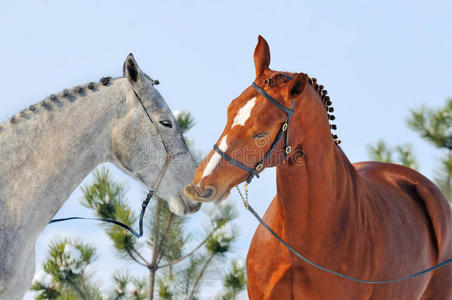 两匹马在冬天的画像