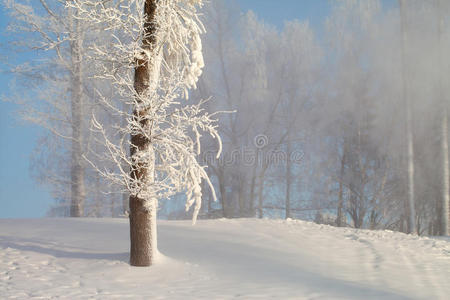 雪中的森林。