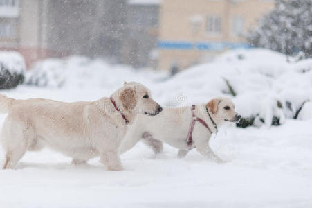 狗在雪地上玩耍