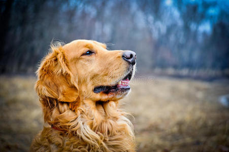 金毛猎犬图片