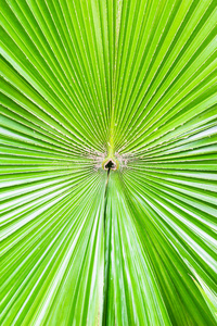 绿色棕榈叶背景
