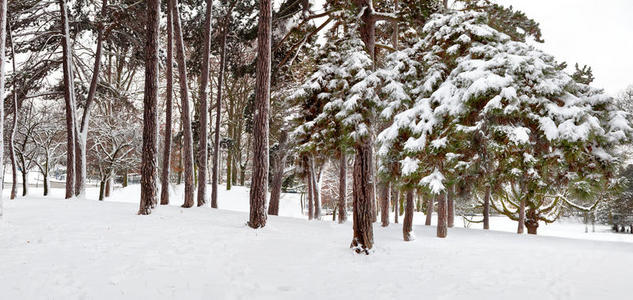 全景。公园里的第一场雪。