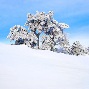 白雪覆盖的松树。