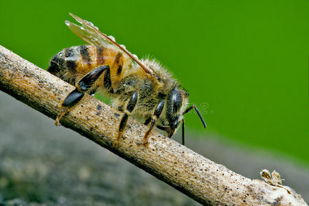 一块木头里的蜜蜂