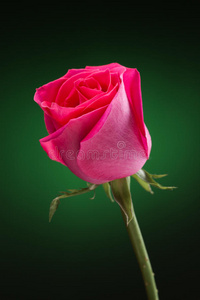 粉红玫瑰绿