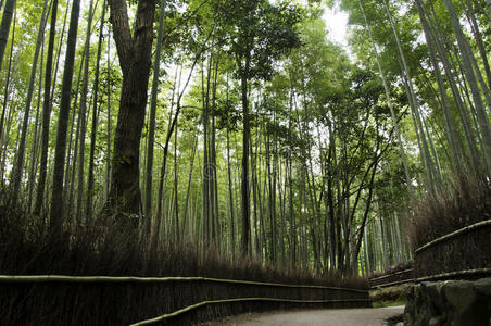 日本京都荒山竹林图片