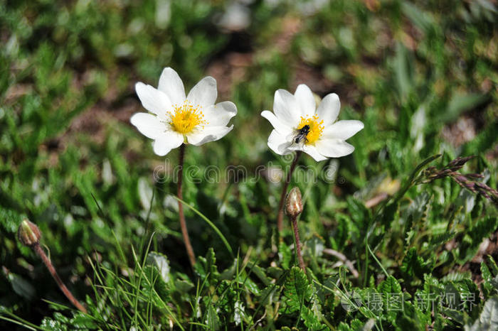 野生雪绒花蒲公英木银莲花草坪上的蒲公英山谷百合花日落时的罂粟花