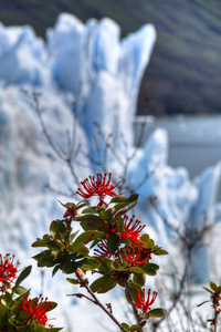 阿根廷 美国 冬天 生态学 巴塔哥尼亚 旅行 南方 冰山