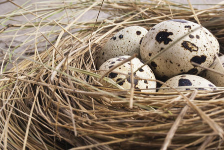 鹌鹑窝蛋照片