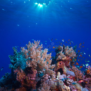 颜色 泡沫 美女 潜水 自然 梦想 海的 海洋 国家的 埃及