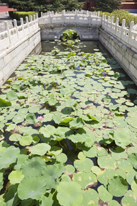 荷花池图片